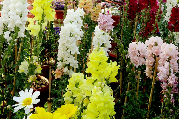 キンギョソウの種類 原産国 花言葉 供花 お悔み花のミレーヌフラワーズ