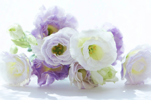 トルコキキョウの種類 原産国 花言葉 供花 お悔み花のミレーヌフラワーズ