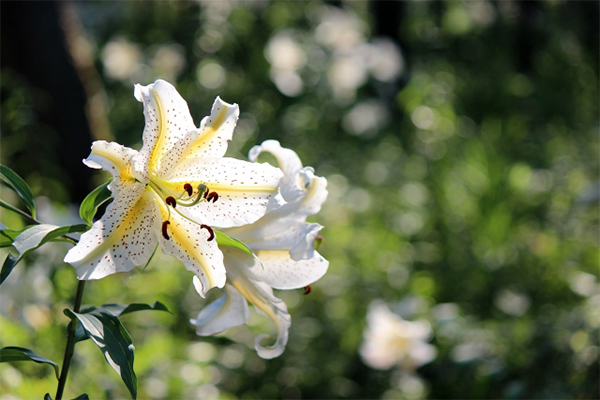 ドラセナの種類 原産国 花言葉 供花 お悔み花のミレーヌフラワーズ