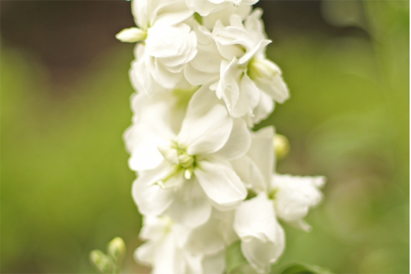 ストックの種類 原産国 花言葉 供花 お悔み花のミレーヌフラワーズ